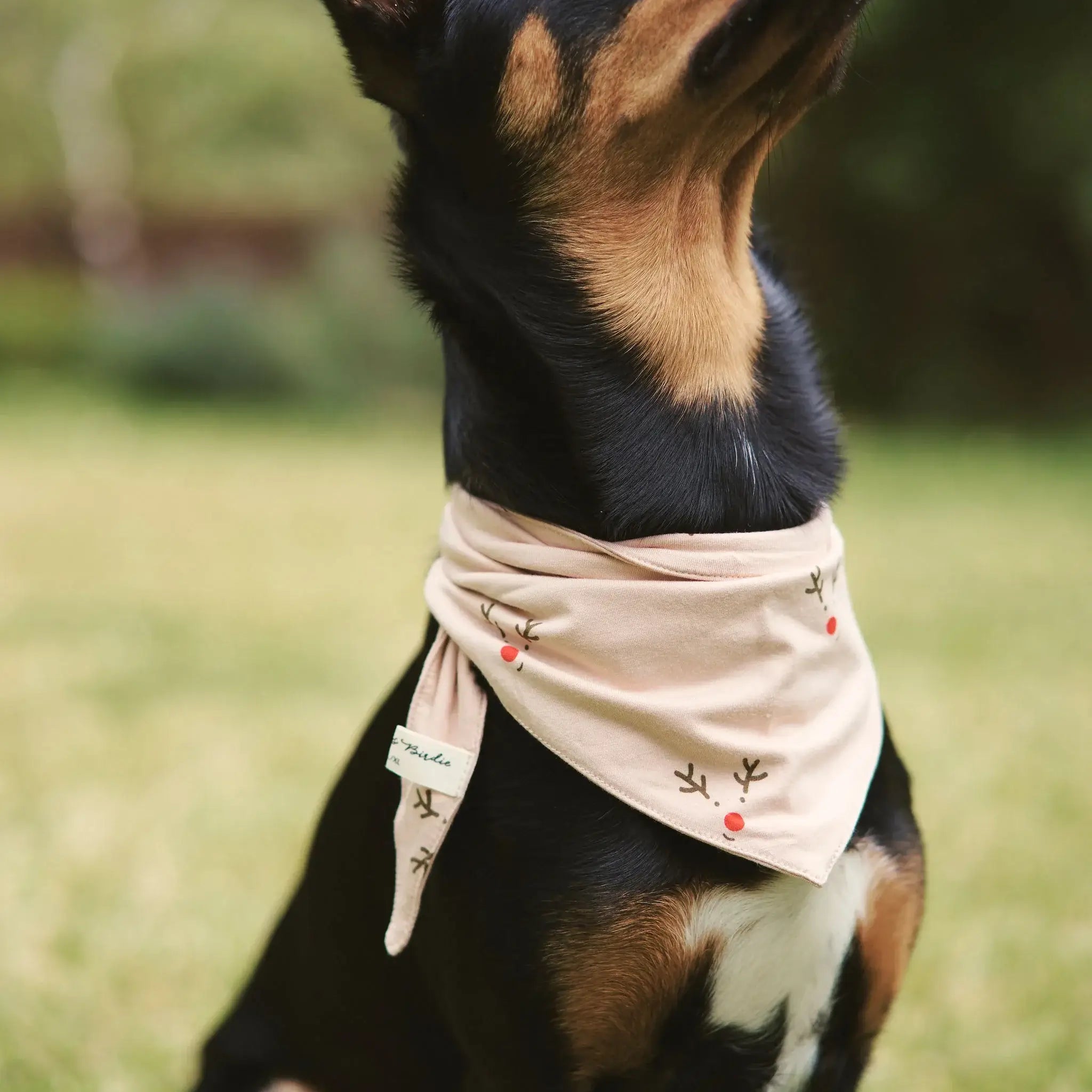 Holiday Print Bamboo Pet Bandana on a dog, showcasing festive design and soft bamboo fabric for comfort.