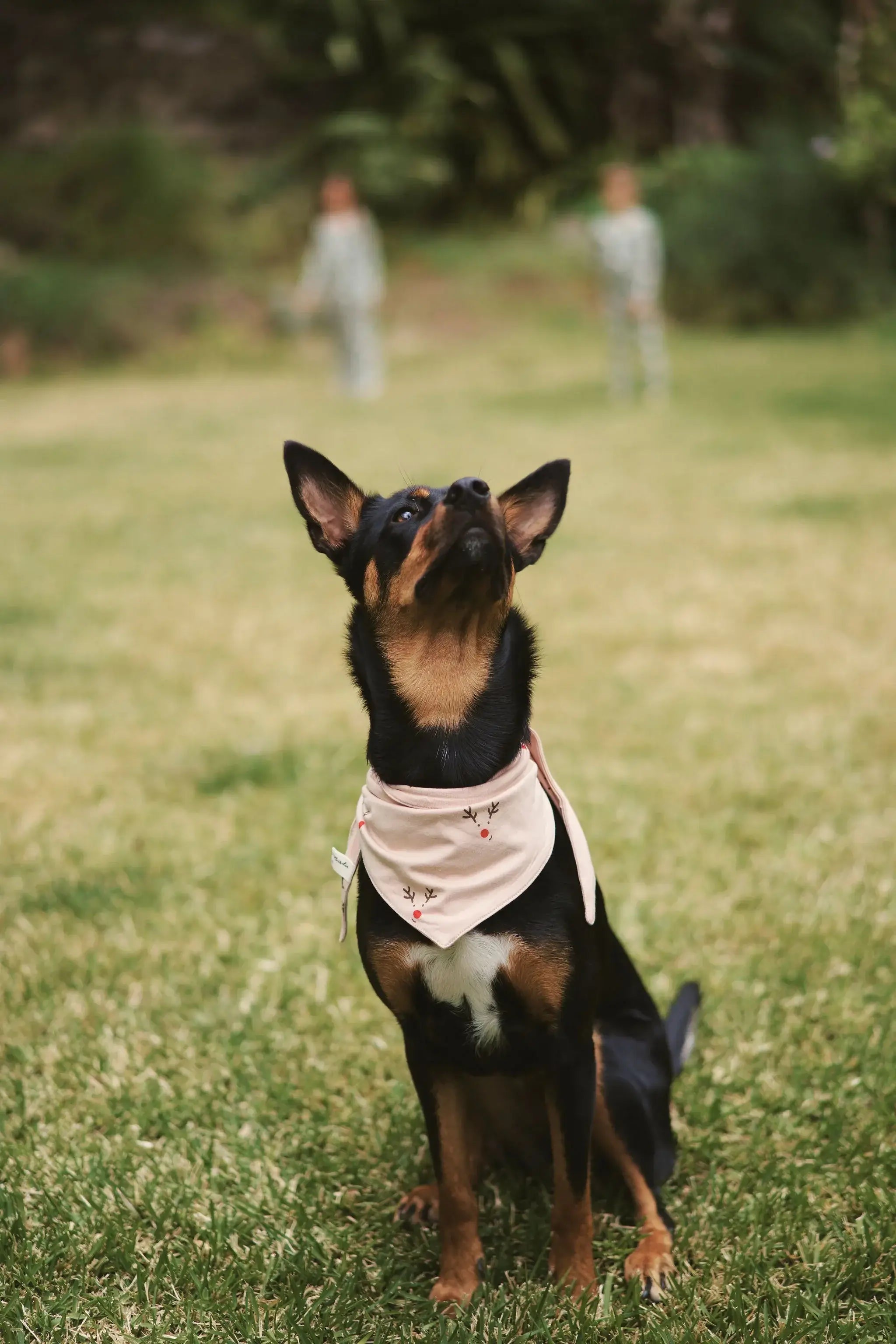 Holiday Print Bamboo Pet Bandana worn by a dog outdoors, showcasing its festive design and comfortable fit.