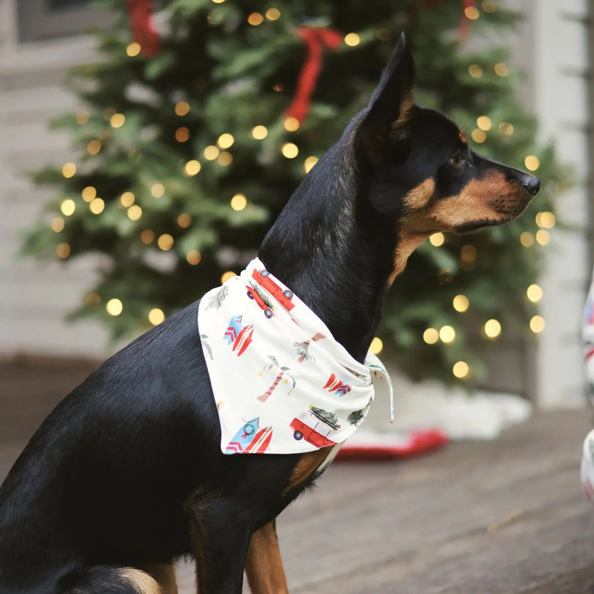 dog or cat christmas print beachy bandana bamboo Bambi & Birdie