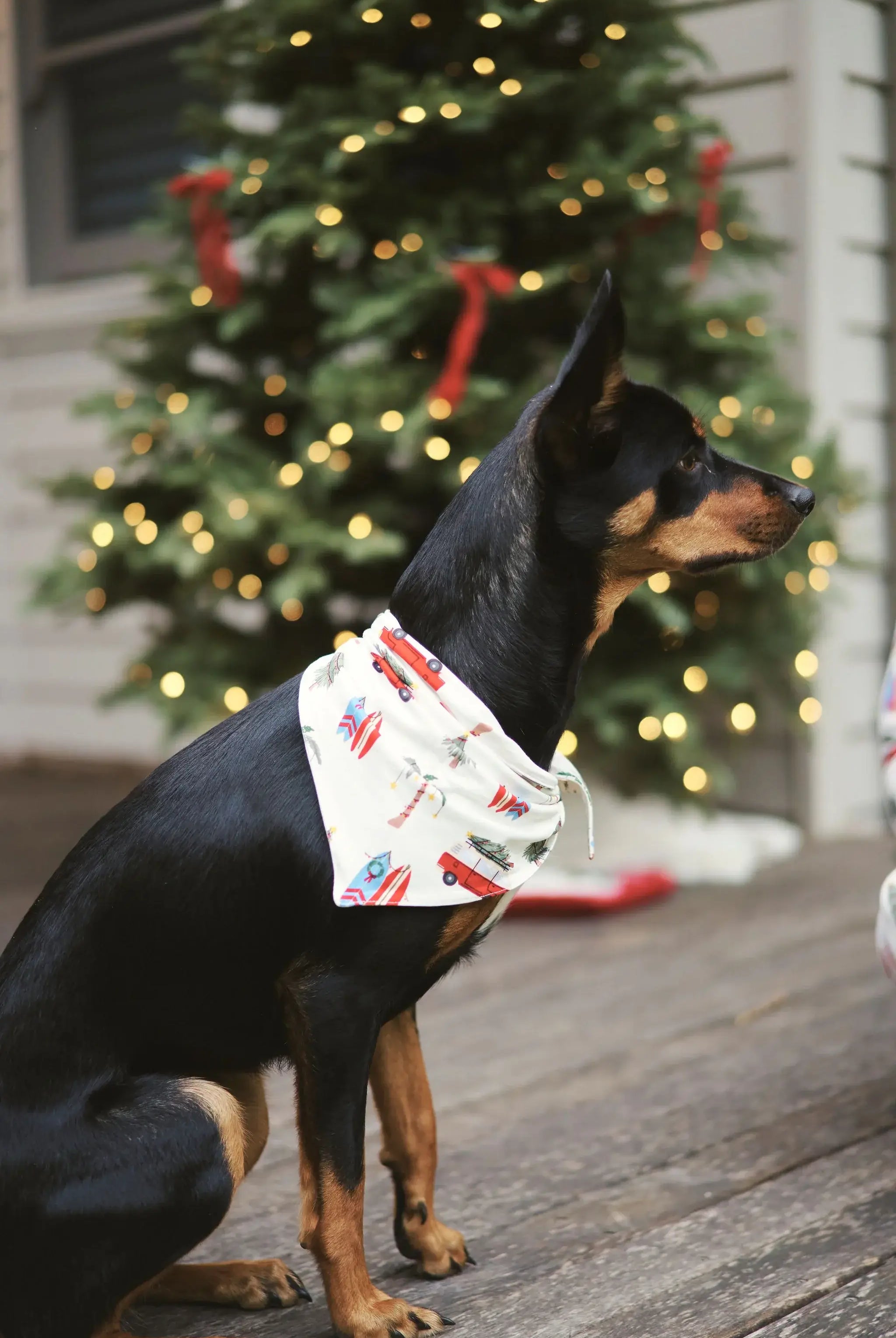 dog or cat christmas print beachy bandana bamboo Bambi & Birdie