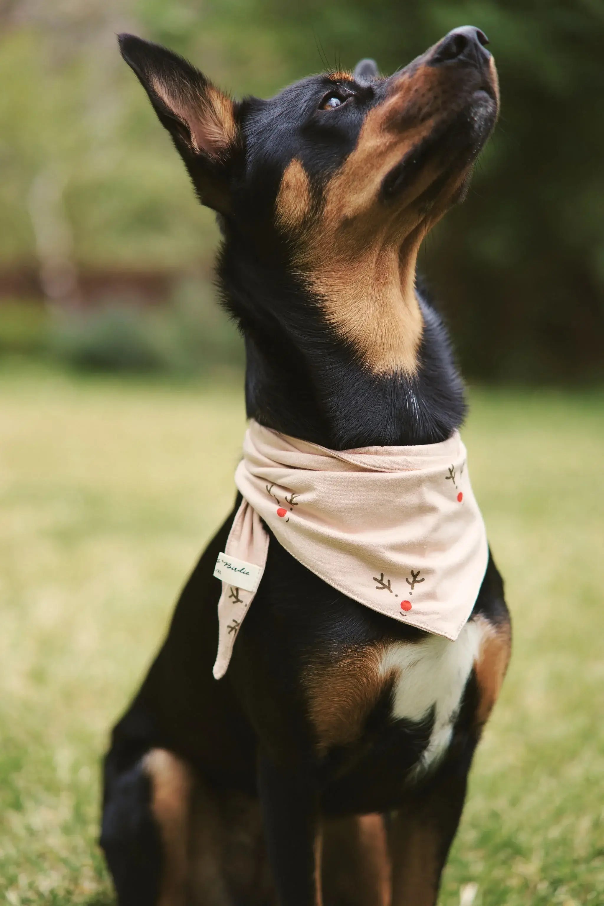 Holiday Print Bamboo Pet Bandana on a dog, showcasing festive design and soft bamboo fabric for comfort.